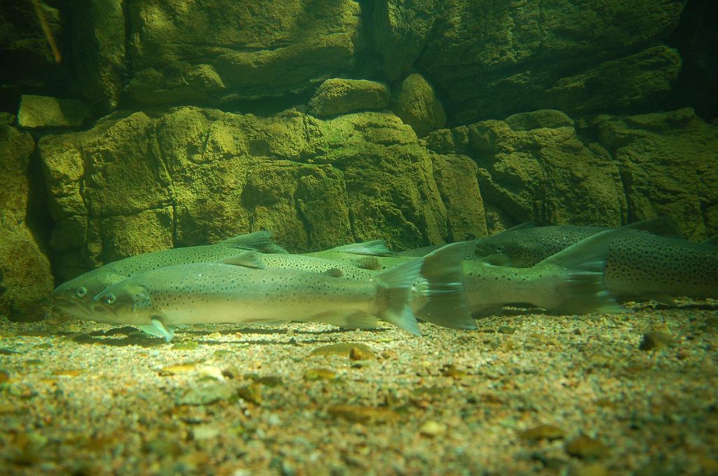 2008-07-16_016.JPG - Morrum, aquarium.