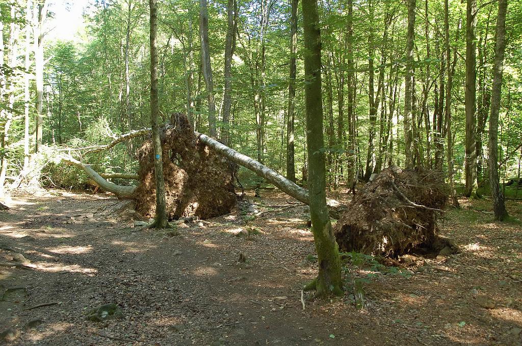 2008-08-01_032.JPG - Domino in het dal van de Skaran.