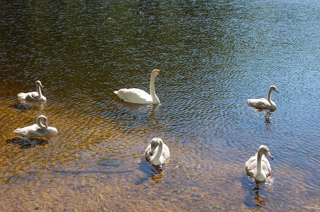2008-08-01_042.JPG - Terug bij het Hjortspranget meer.