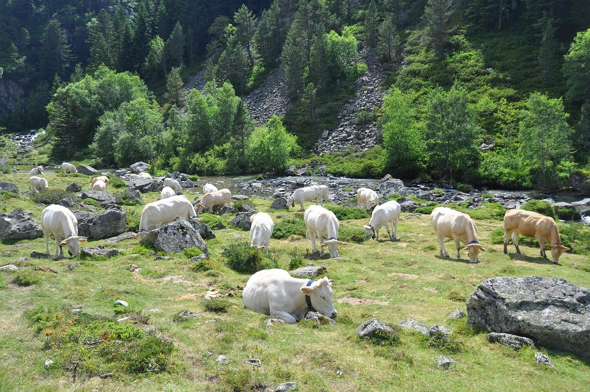 2009-08-05_023.JPG - PeBov 2009