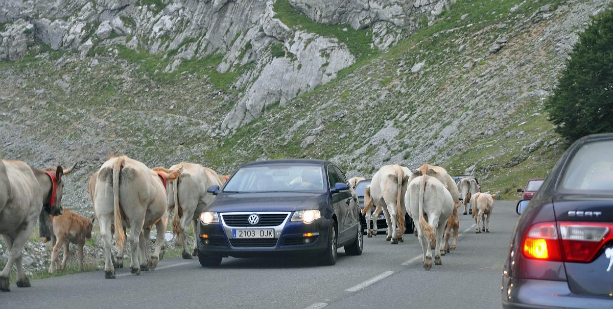 2009-08-12_127-pse.jpg - PeBov 2009