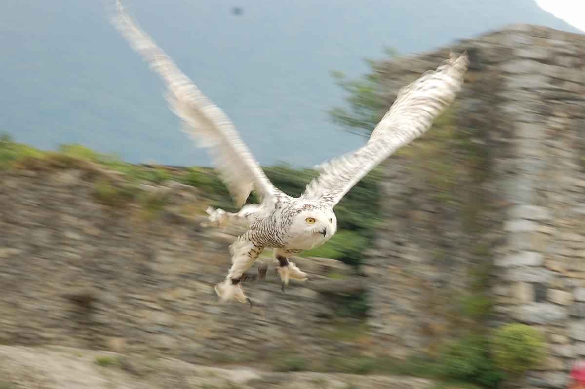 2009-08-13_011.JPG - (c) 2008, Peter Bovendeerd