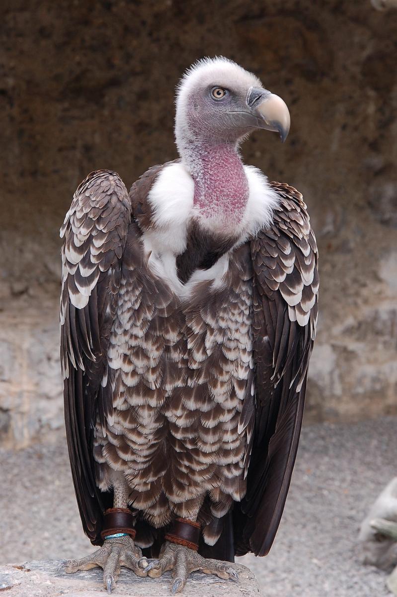 2009-08-13_034.JPG - (c) 2008, Peter Bovendeerd