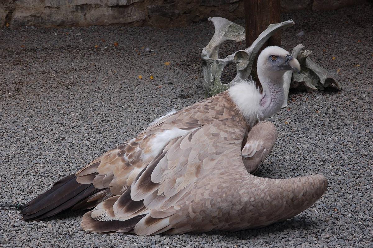 2009-08-13_035.JPG - (c) 2008, Peter Bovendeerd