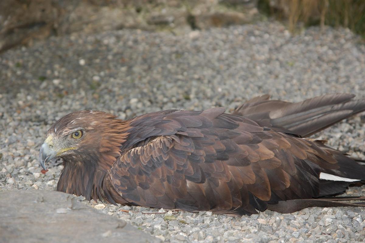 2009-08-13_039.JPG - (c) 2008, Peter Bovendeerd