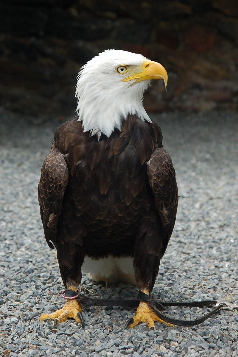 2009-08-13_042.JPG - (c) 2008, Peter Bovendeerd