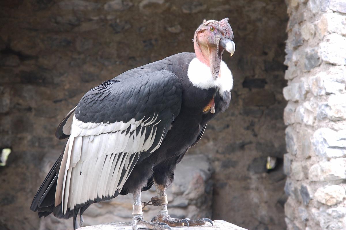 2009-08-13_047.JPG - (c) 2008, Peter Bovendeerd