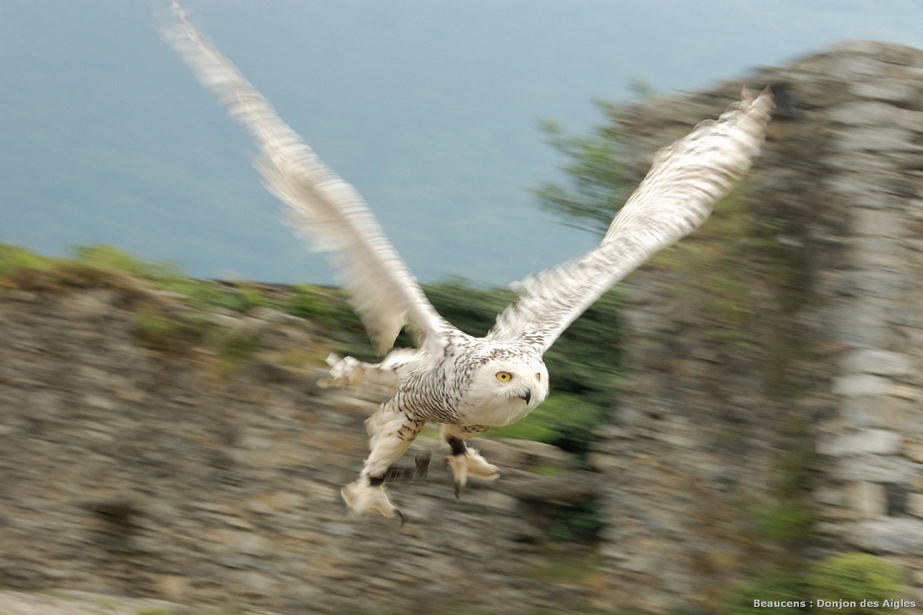 2009-08-13_011.jpg - (c) 2008, Peter Bovendeerd