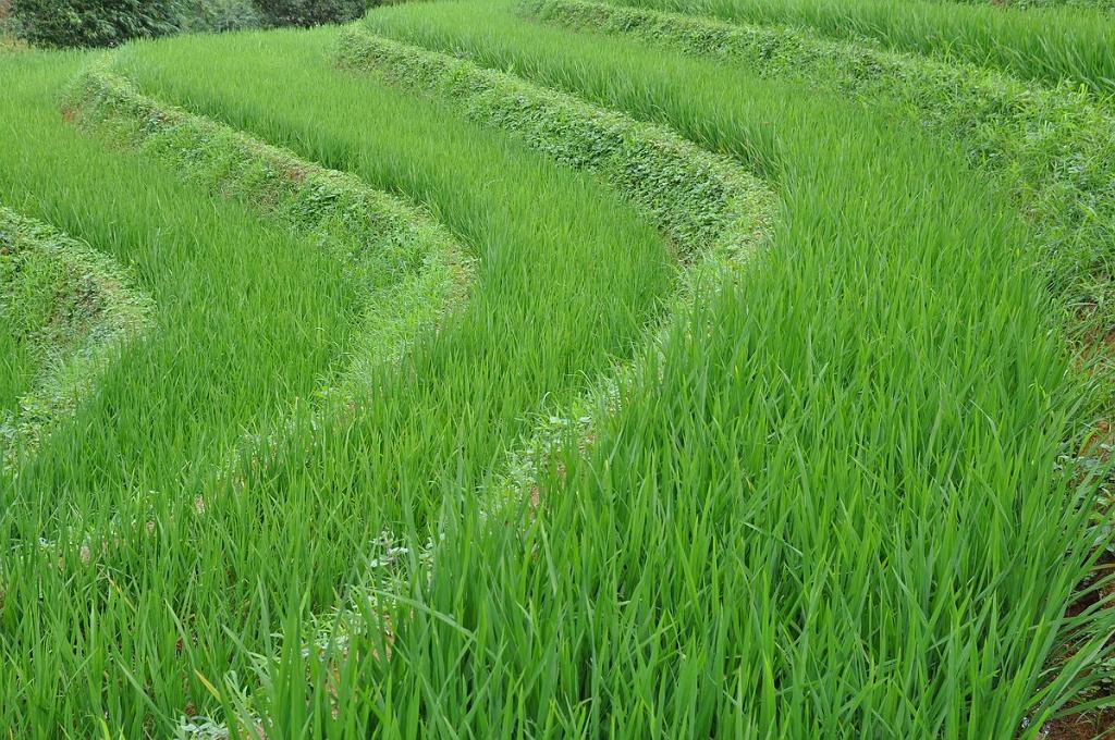 2010-07-31_055.JPG - PeBov 2010