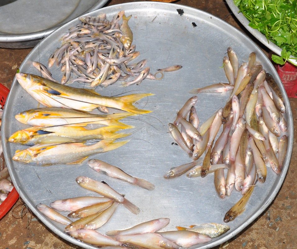 2010-08-10_035.JPG - PeBov 2010