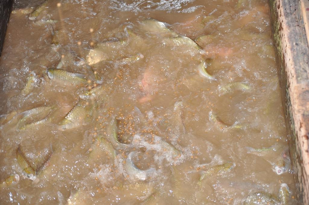 2010-08-10_093.JPG - PeBov 2010