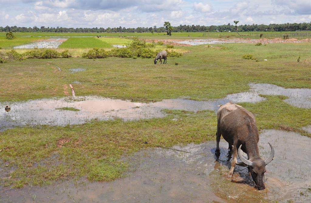 2010-08-15_035.JPG - PeBov 2010
