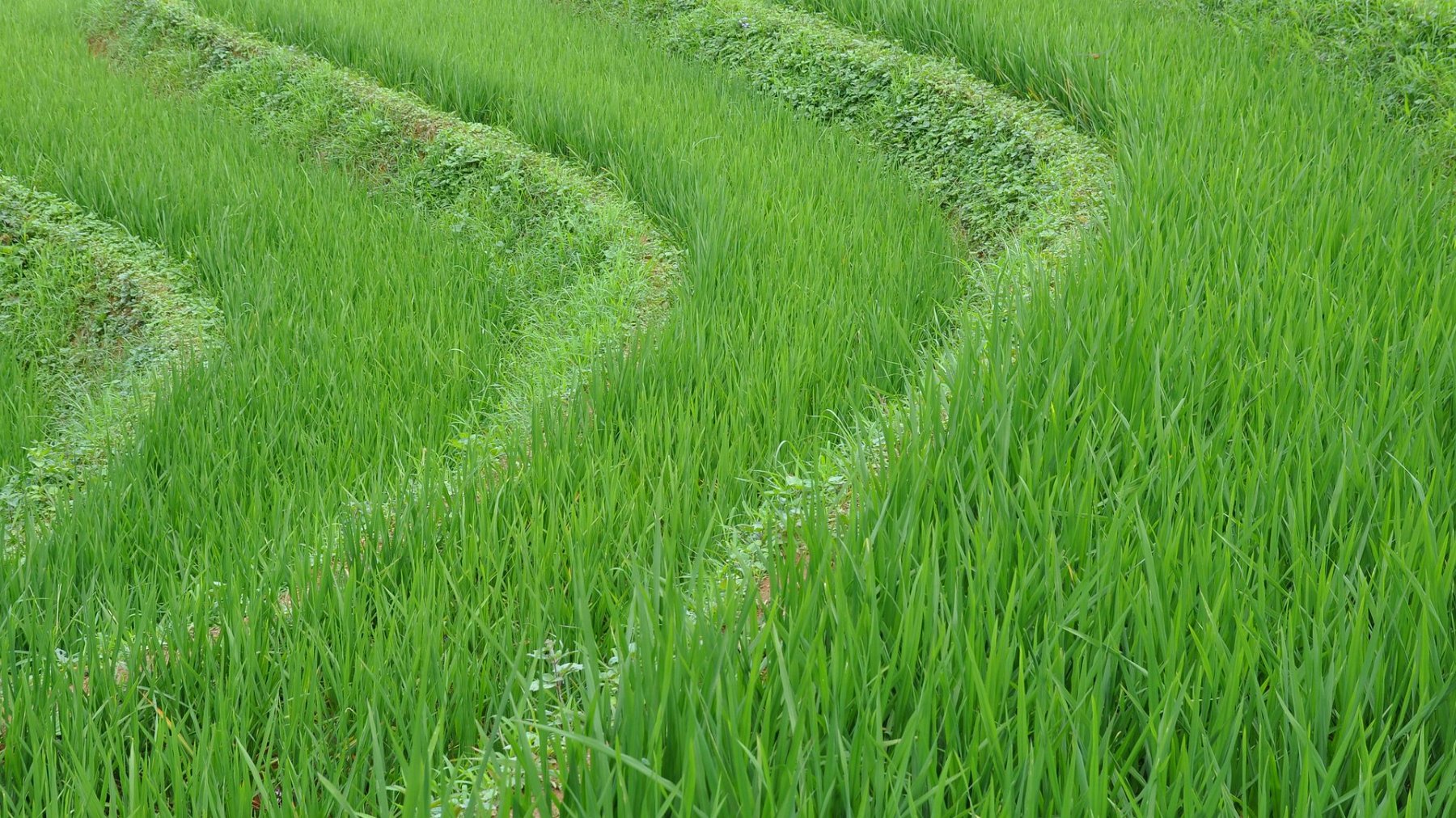 036_2010-07-31_13.JPG - PeBov 2010