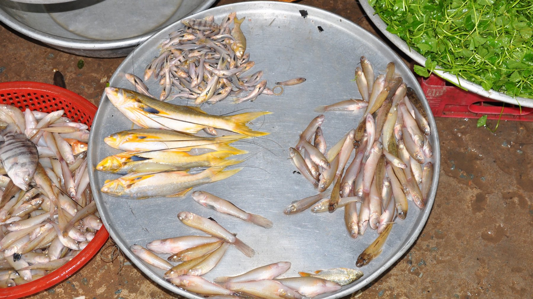 077_2010-08-10_06.JPG - PeBov 2010