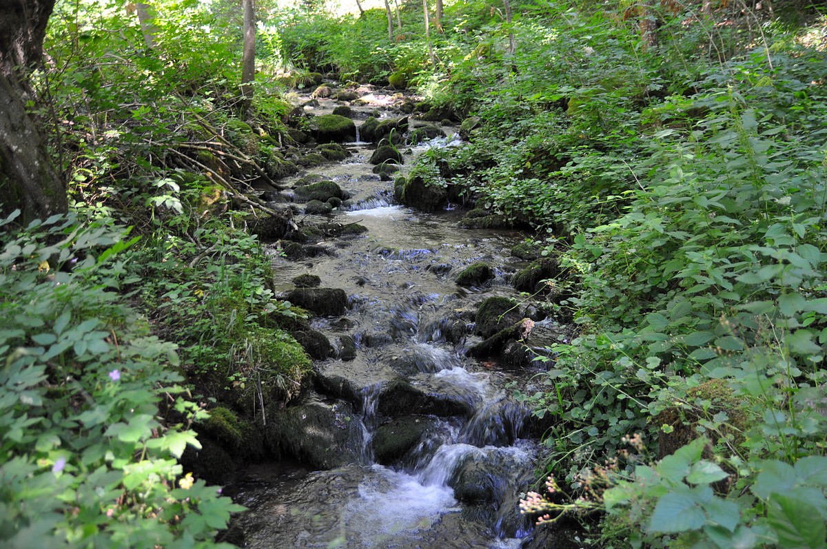 2012-07-17_005.jpg - PeBov 2012