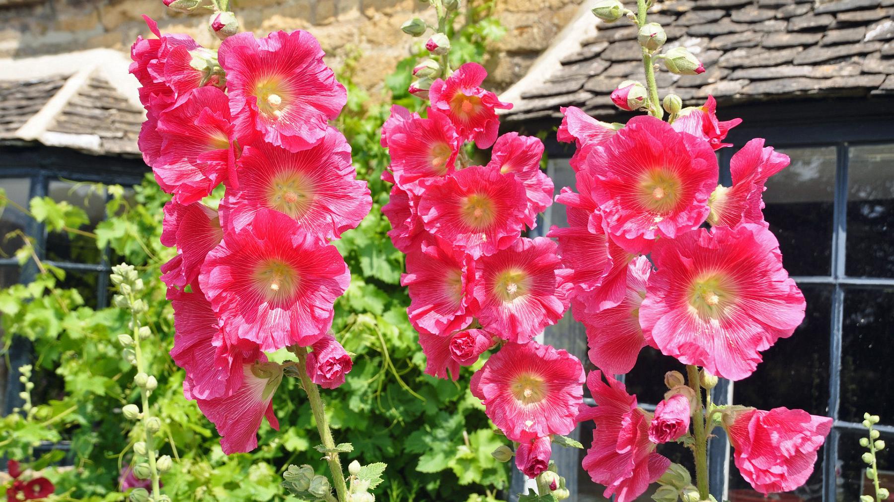 2013-07-18_022.JPG - PeBov 2013