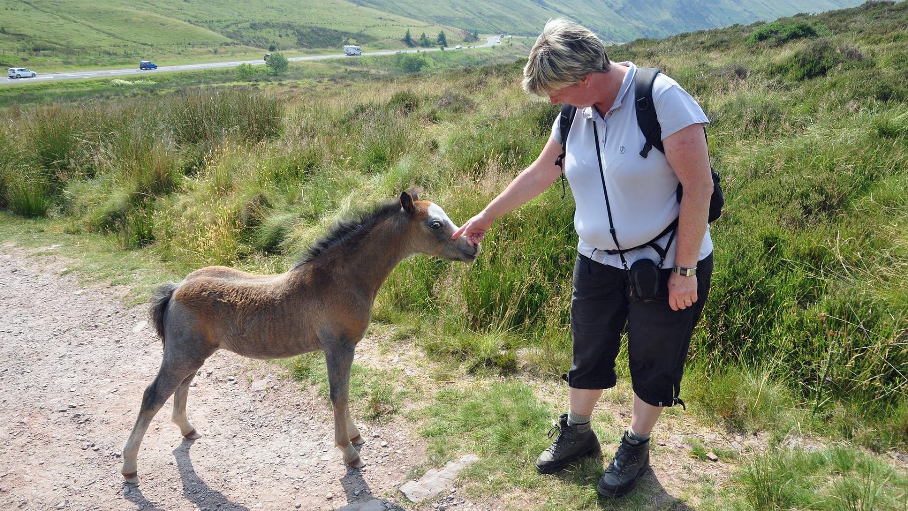 2013-07-22_077.JPG - PeBov 2013