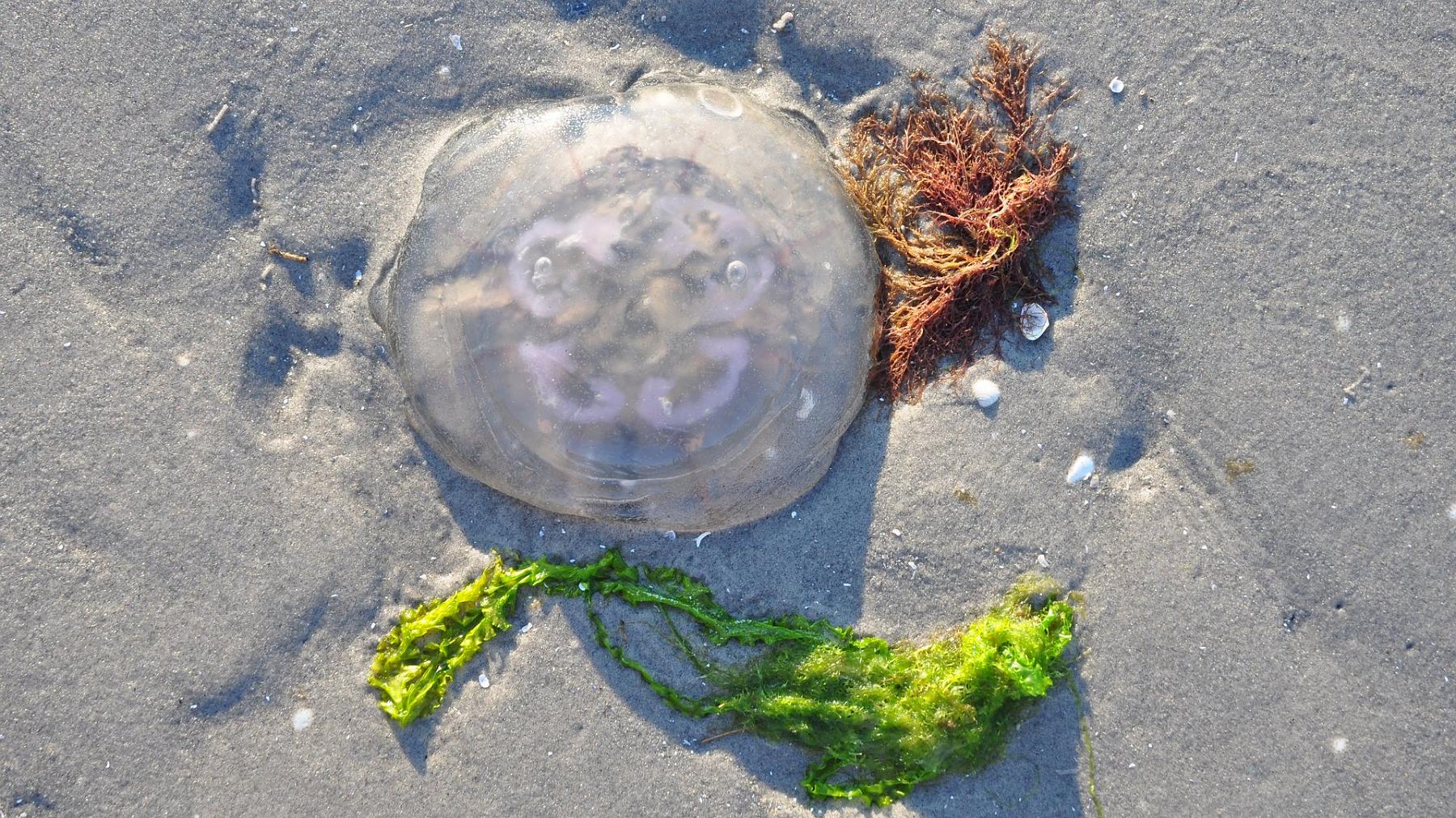 2014-07-10_008.JPG - PeBov 2013