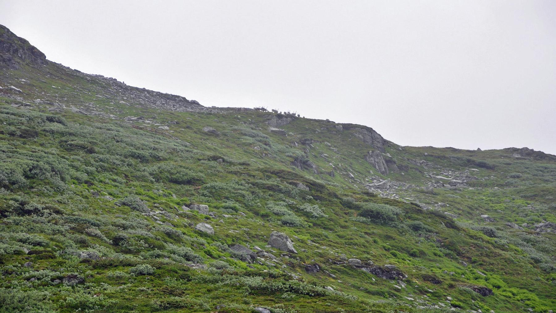 2014-07-17_006.JPG - PeBov 2014