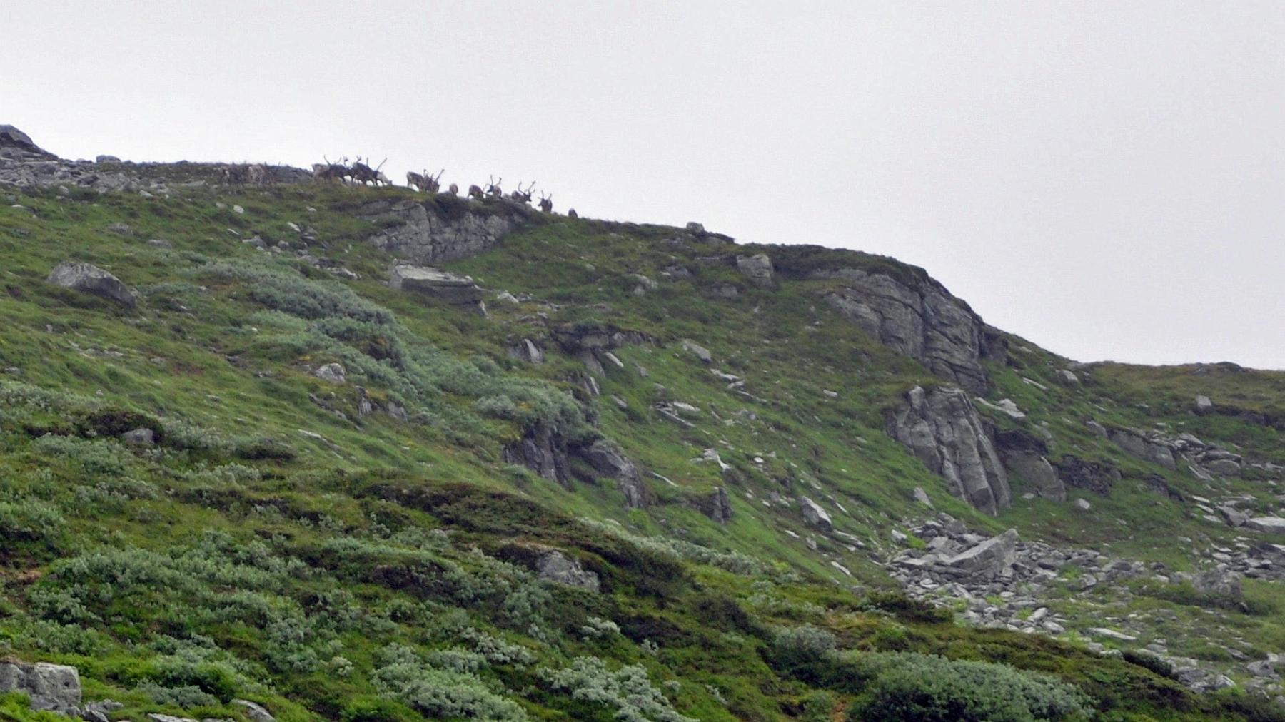 2014-07-17_006a.jpg - PeBov 2014