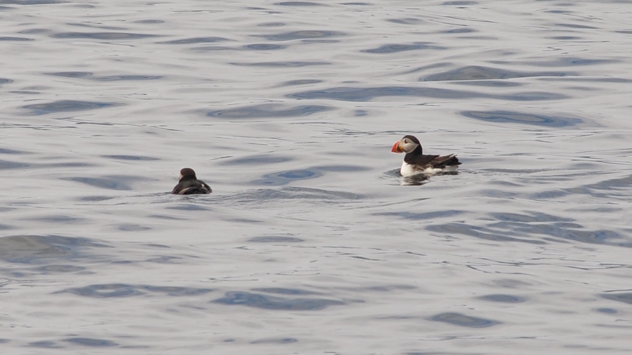 2016-07-23_032.JPG - PeBov 2016