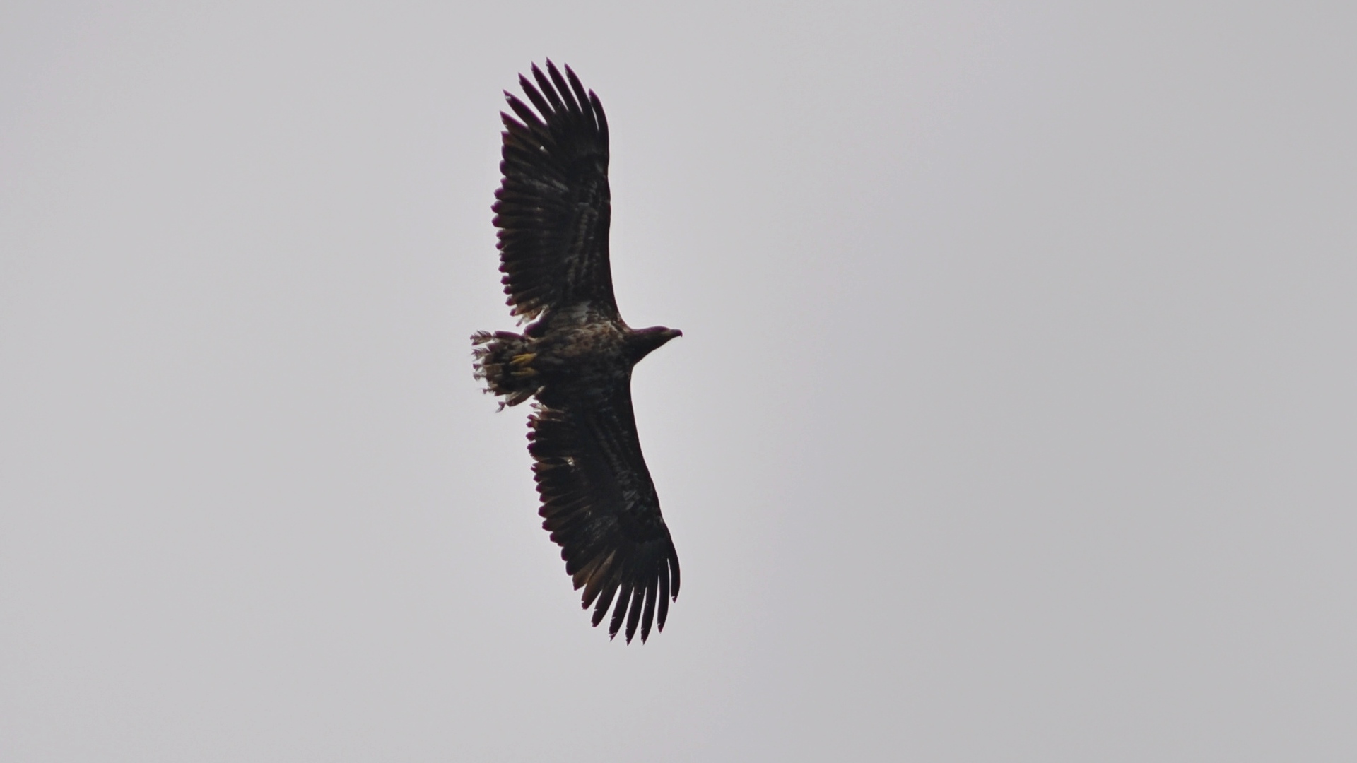 2016-07-23_039.JPG - PeBov 2016