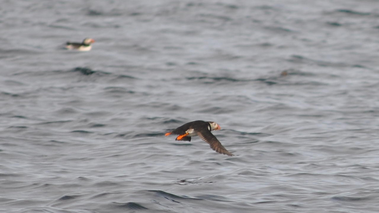 2016-07-23_045.JPG - PeBov 2016