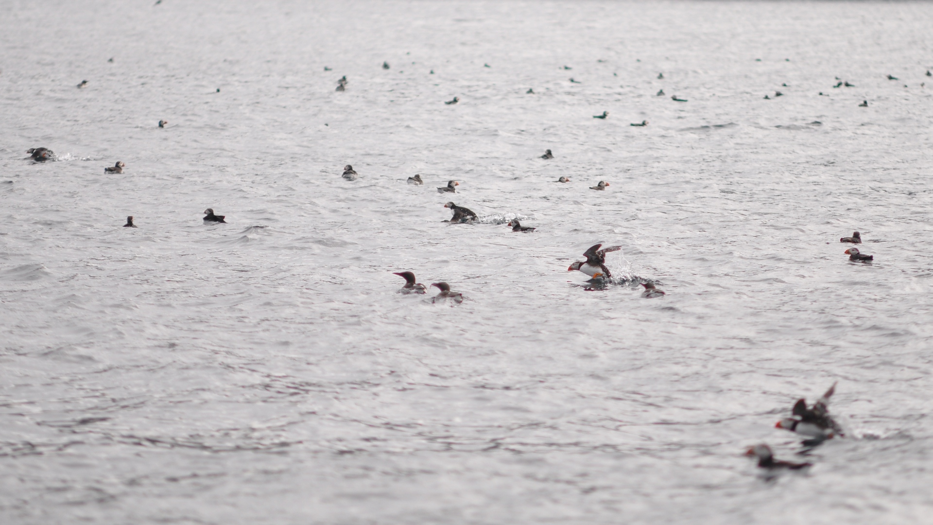 2016-07-23_046.JPG - PeBov 2016