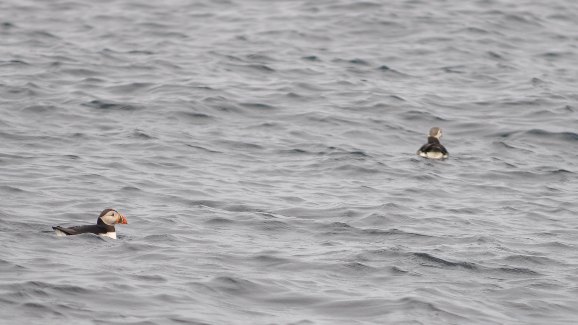 2016-07-23_052.JPG - PeBov 2016