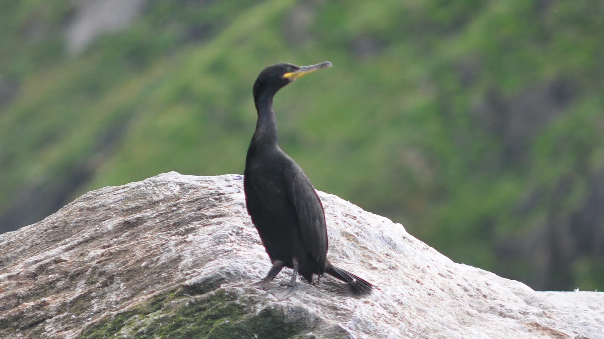 2016-07-23_056.JPG - PeBov 2016