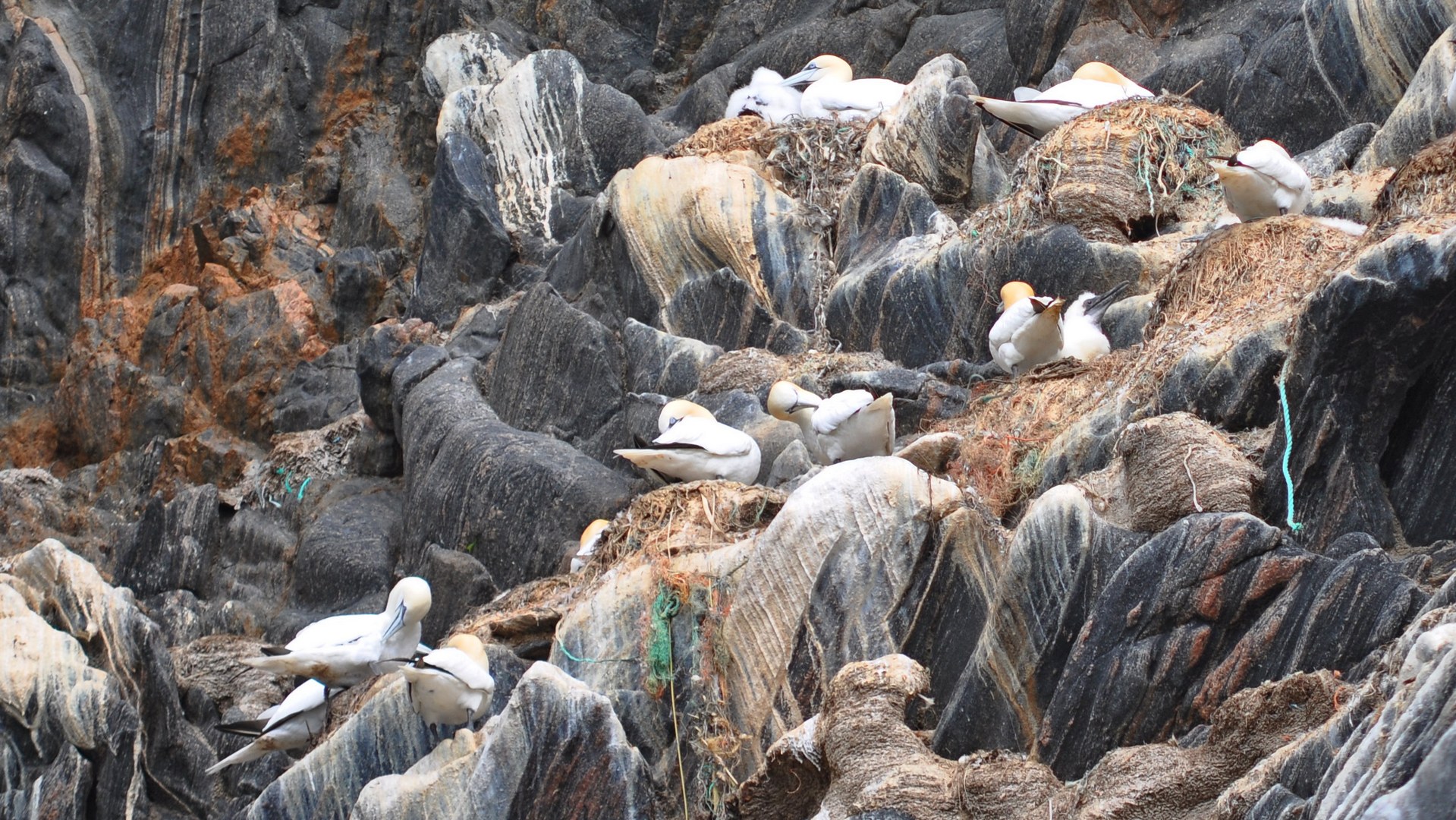 2016-07-23_076.JPG - PeBov 2016