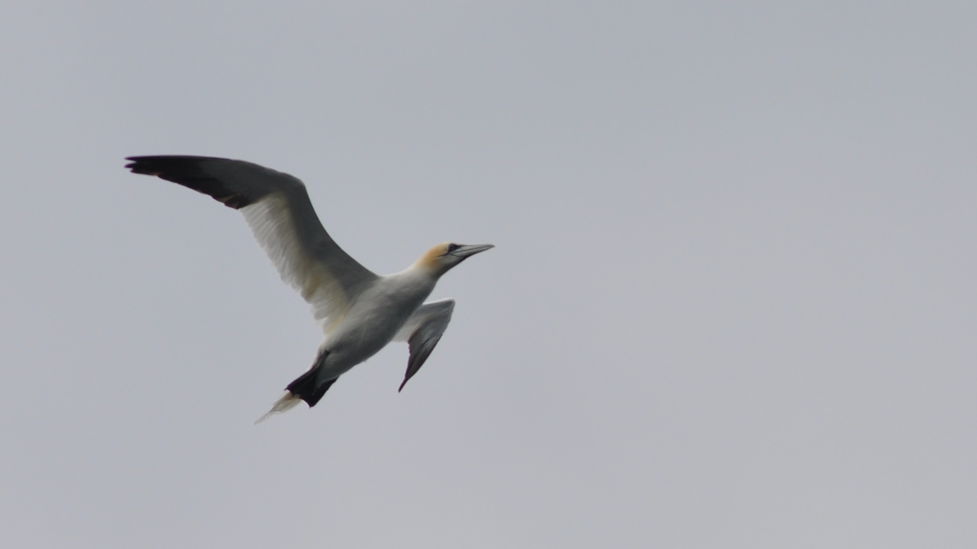 2016-07-23_088.JPG - PeBov 2016