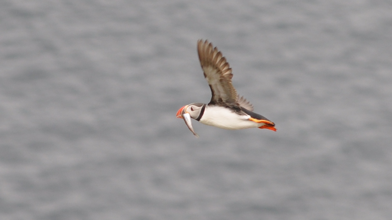 2016-07-23_122.JPG - PeBov 2016