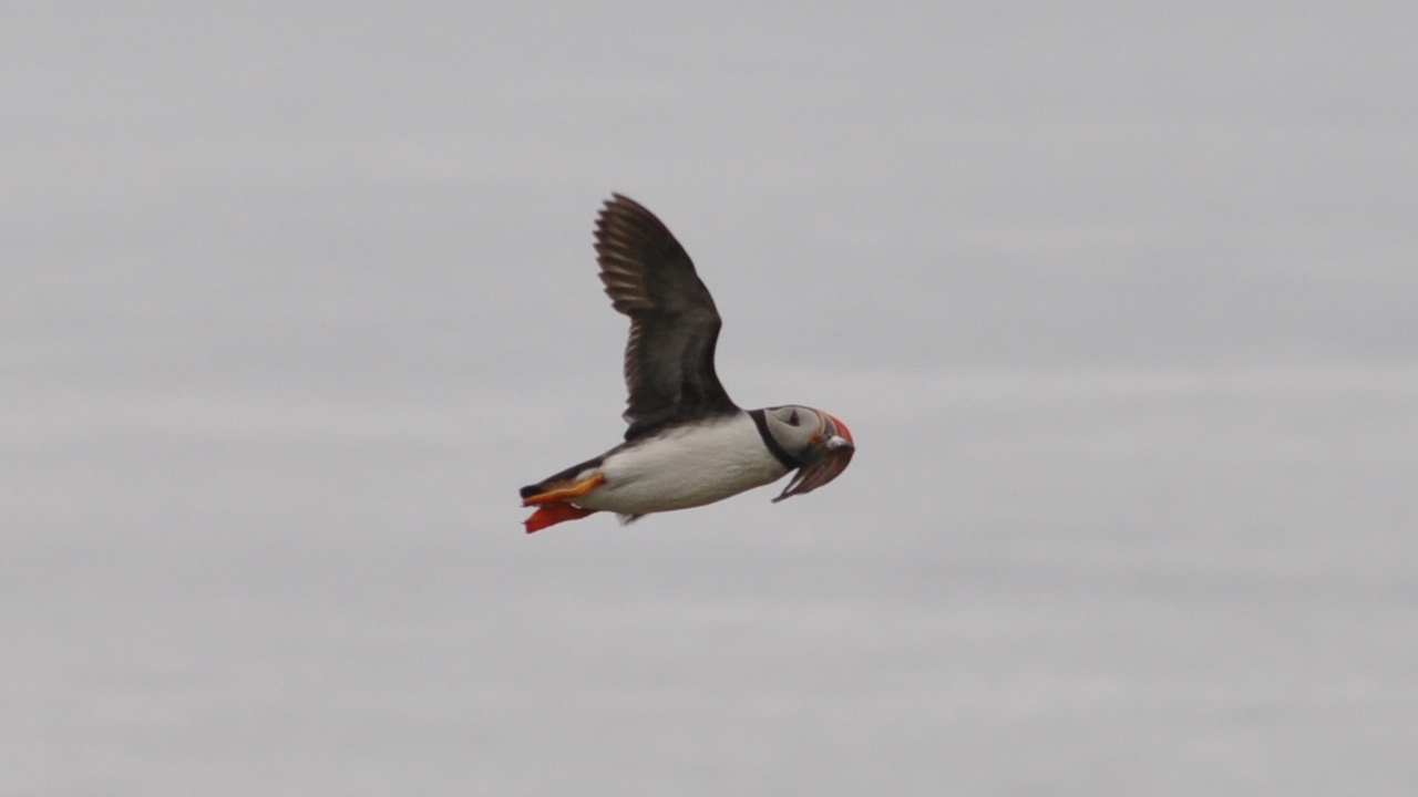 2016-07-23_127.JPG - PeBov 2016