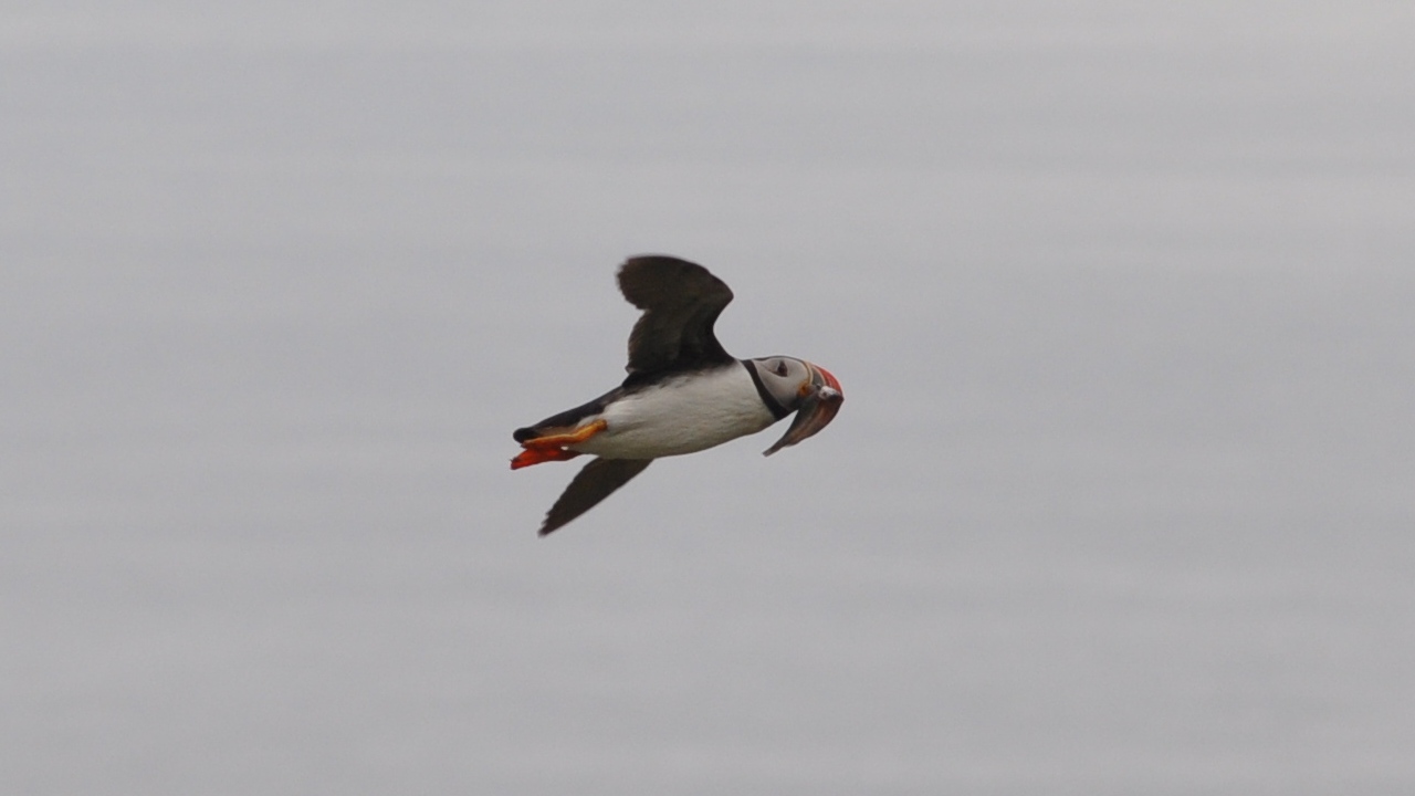 2016-07-23_128.JPG - PeBov 2016