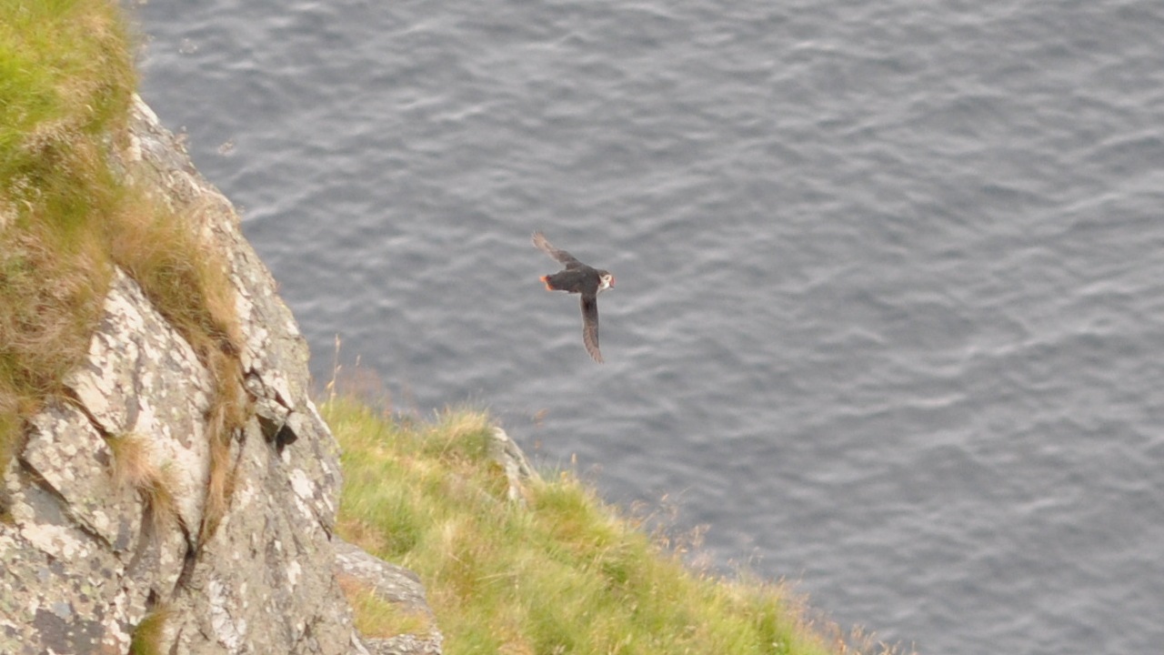 2016-07-23_133.JPG - PeBov 2016