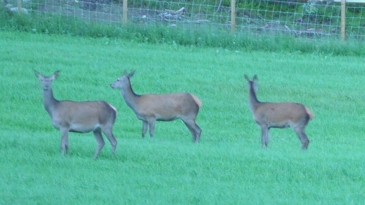 2016-07-28_027a.JPG - PeBov 2016