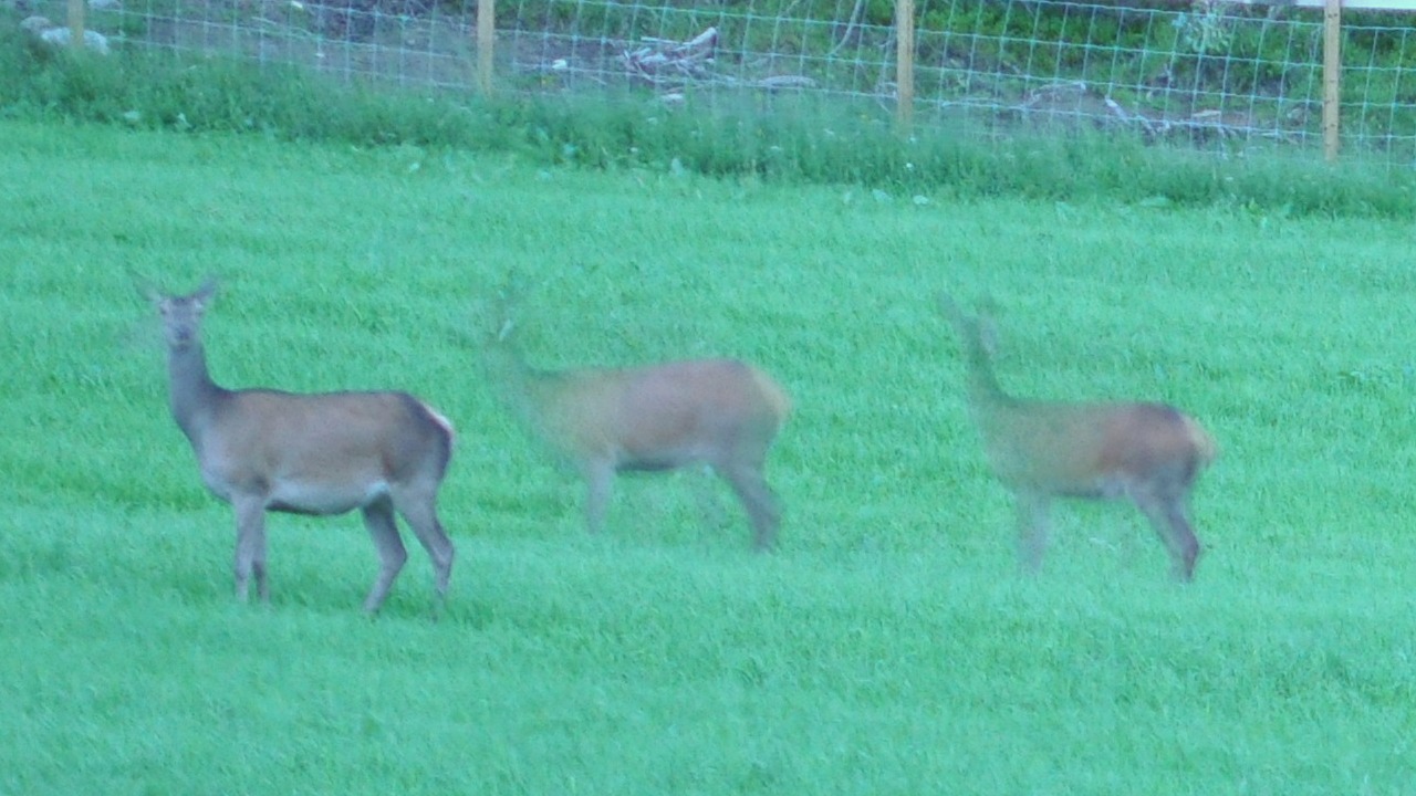 2016-07-28_028a.JPG - PeBov 2016