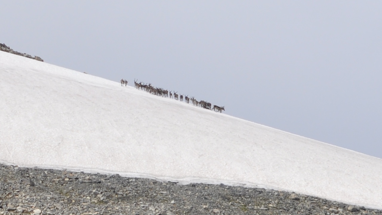 2016-07-29_045.JPG - PeBov 2016