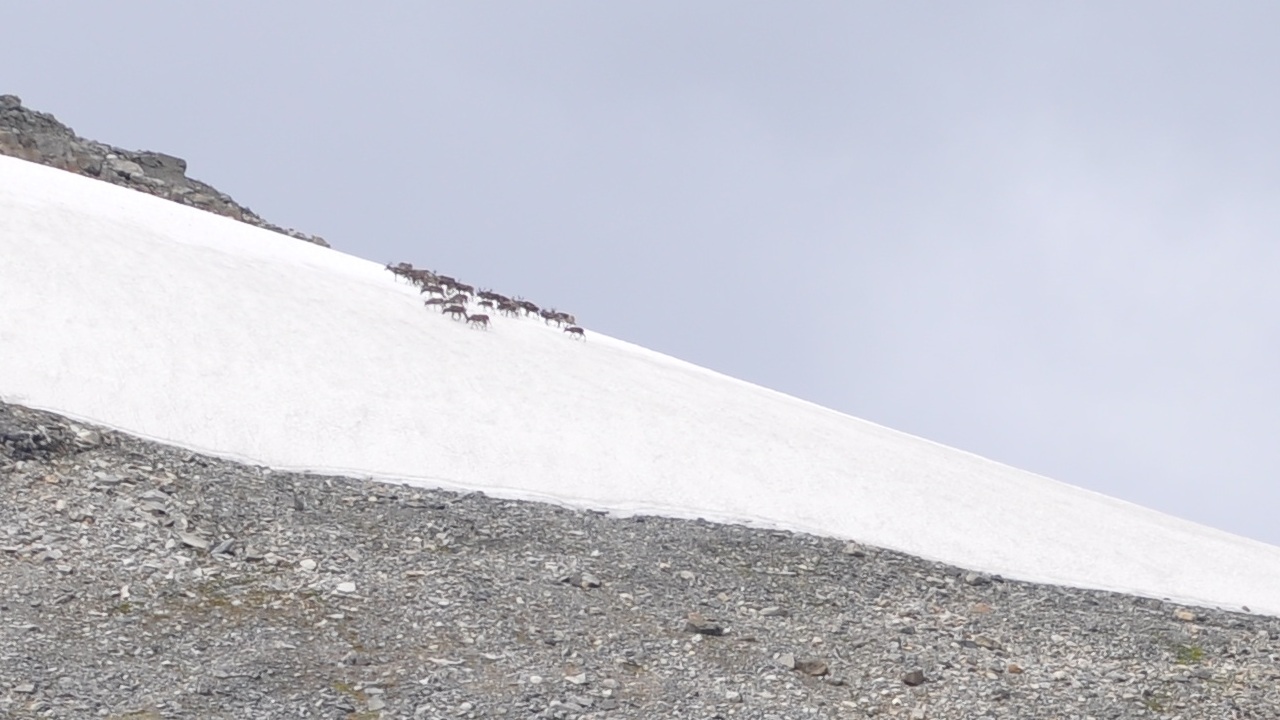 2016-07-29_048.JPG - PeBov 2016