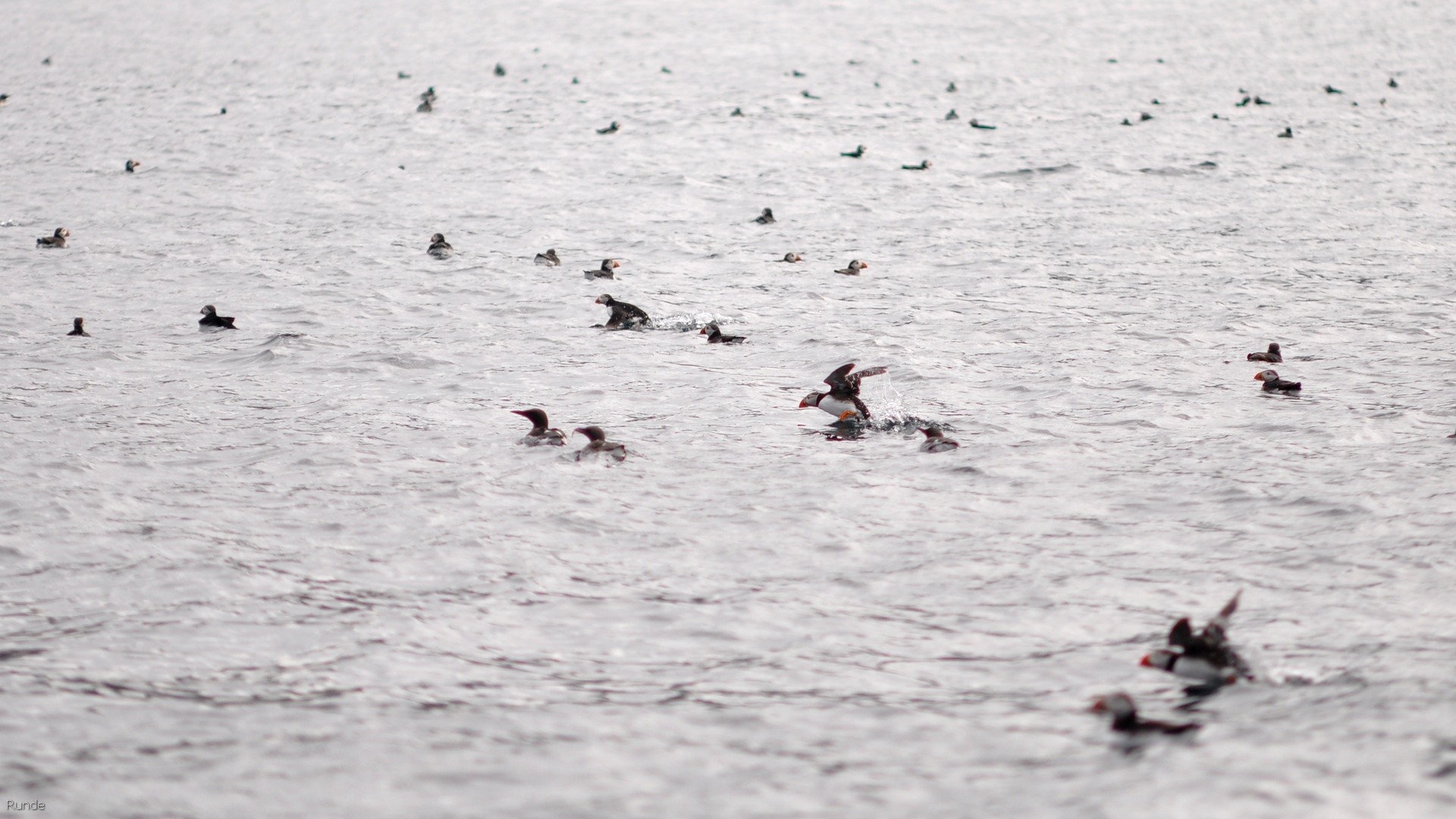 39_2016-07-23_046.jpg - PeBov 2016