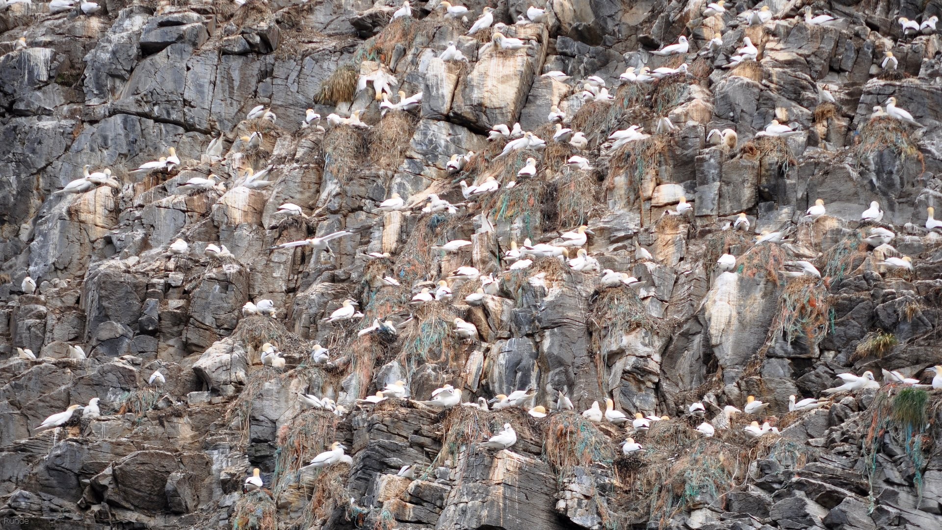 41_2016-07-23_065.jpg - PeBov 2016