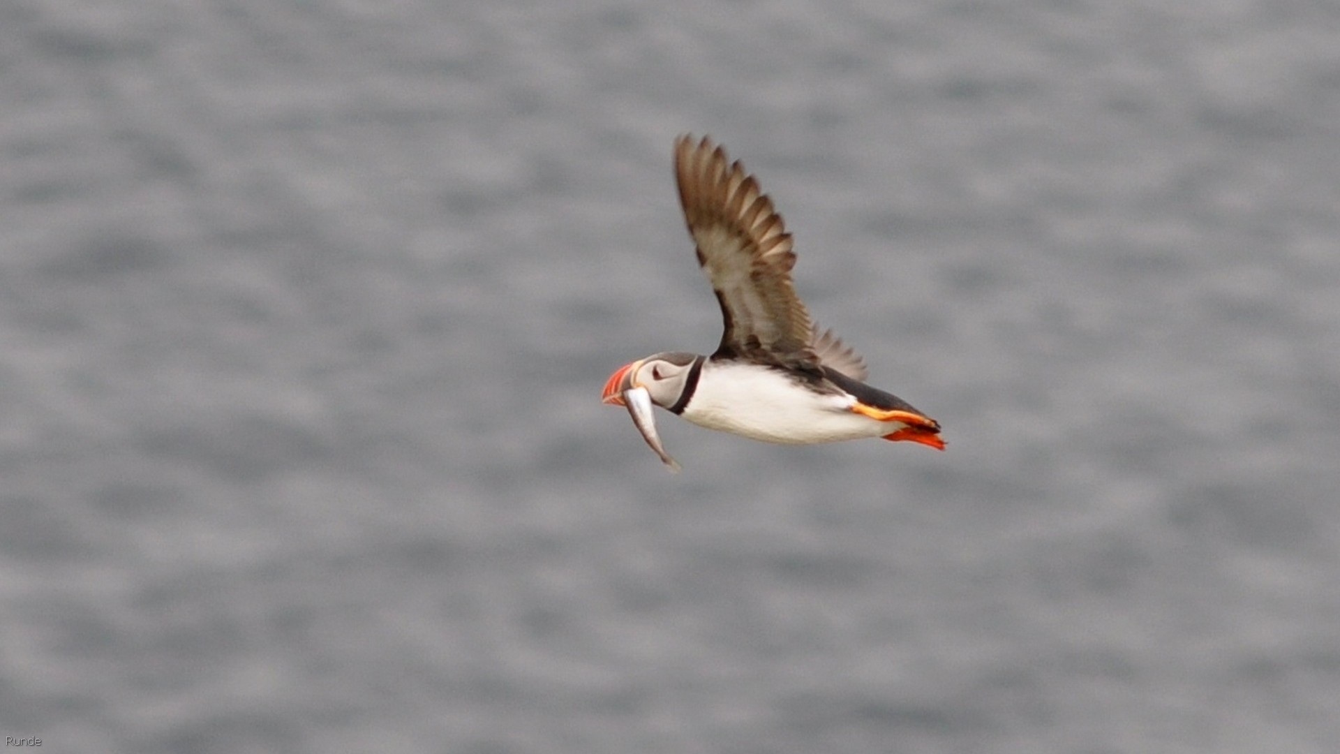 43_2016-07-23_122.jpg - PeBov 2016